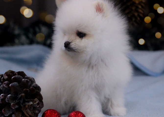 Teddy bear boo Pomeranian yavrularımız